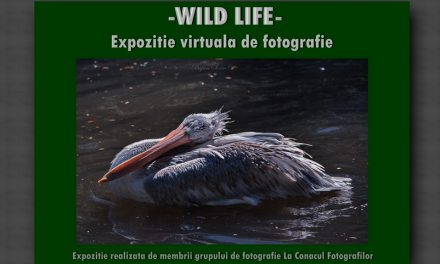 Wild Life – expozitie virtuala de fotografie